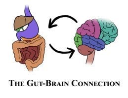 Gut-Brain-Connection